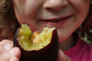 Les Suisses consomment environ 1,5 kilo de pruneaux par personne et par année (archives).